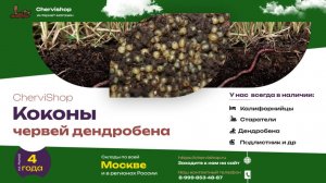 Коконы червей дендробена для разведения купить от производителя