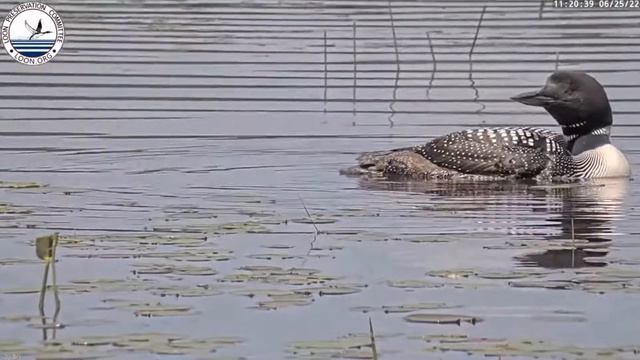 The Loons swm some more, 6/25/22 - Loon Cam via the Loon Preservation Committee смотреть онлайн
