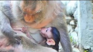 Когда детеныш макаки добрался до молока, оттащить от груди его уже было невозможно   1000037280.mp4