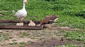 Разведение подсадных (манных) гусей. Гусята от гибридов. Дикие белолобые образовались пары.