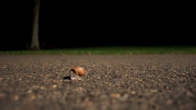 Transformer snail смотреть онлайн