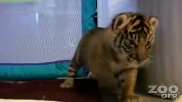 Meet the newborn tiger cubs смотреть онлайн