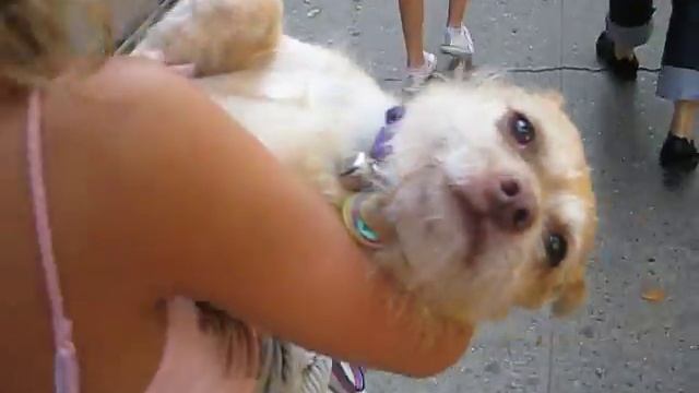 Macaroon Gets Carried Like A Baby