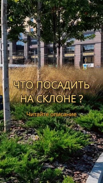 ❓Что посадить на склоне, чтобы было малоуходно и красиво. Узнайте в комментарии👍 #мойсад #shots смотреть онлайн