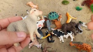 Учим животных с нашими малышами!!! Обучение для детей дошкольного возраста!