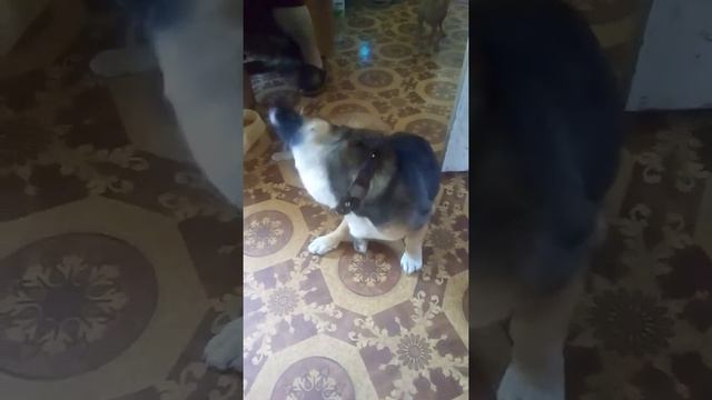 Жека просит пряник.