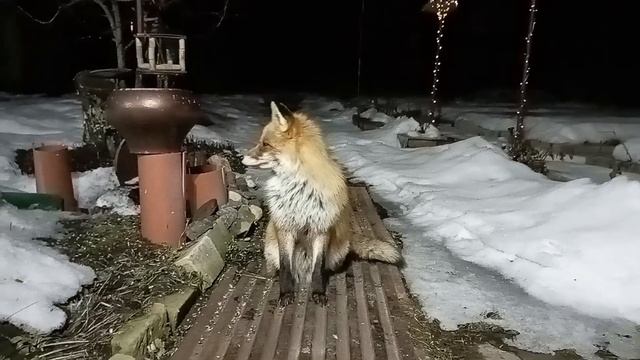 (976) Лиса приходит в гости. Март 2025 смотреть онлайн