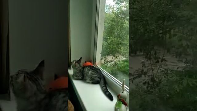 Чудо котенок ищет дом смотреть онлайн