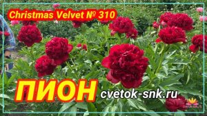 Пион Christmas Velvet. Цветение 2022 года / Сад Ворошиловой