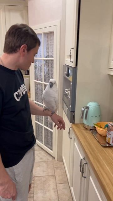 Попугай на вертеле #джони #сергопудра #саша