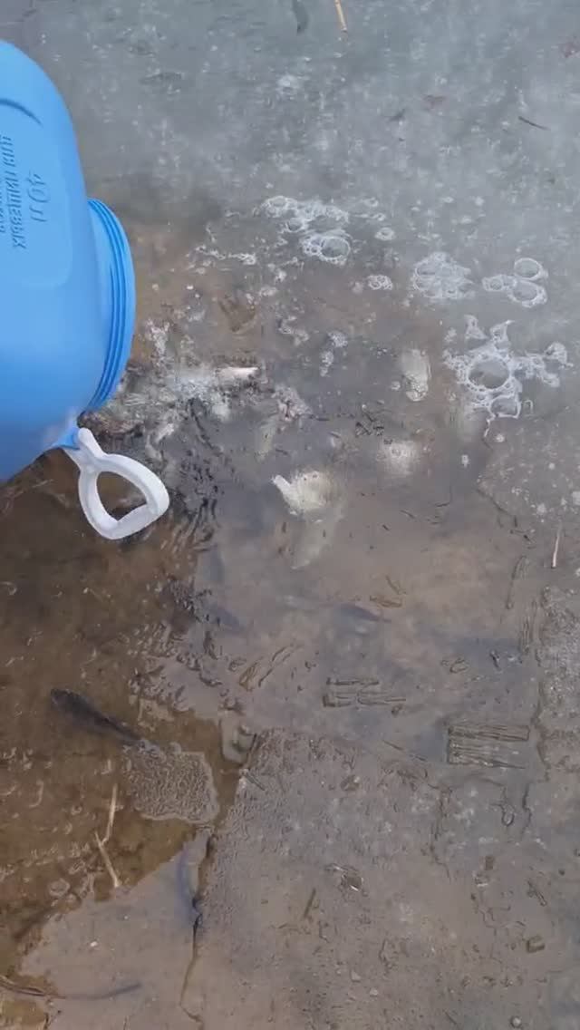 Эти карасики работали живцом в магазине. В добрый путь. #философиярыболова #маркарыбака смотреть онлайн