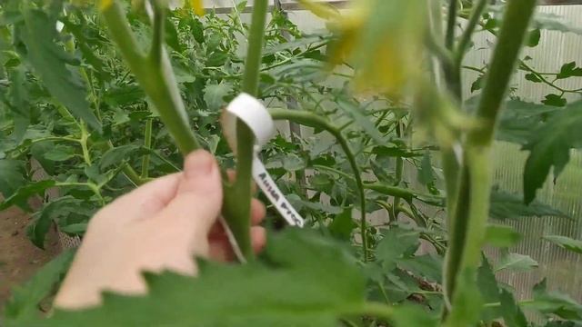 Формировка ТОМАТОВ в 1,2,3,4 ствола. Наглядно.Какие пасынки надо отрезать. смотреть онлайн