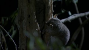 BBC: Мадагаскар 3 серия «Земля зноя и пыли» (документальный сериал, 2011)