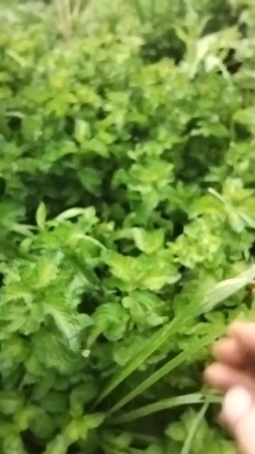 камфора от комаров