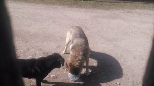 Пёс 1 сезон 1 серия Обед на двоих