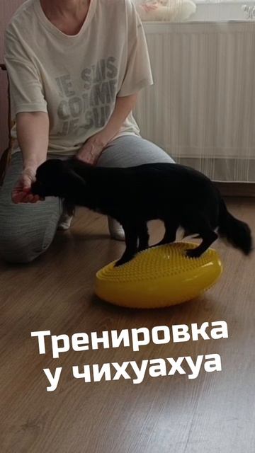 Занятия с чихуахуа