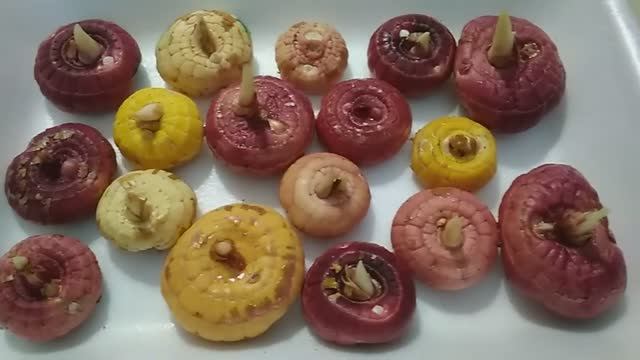 Подготовка луковиц ГЛАДИОЛУСОВ к весне.