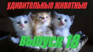 Удивительные животные выпуск  восемнадцатый