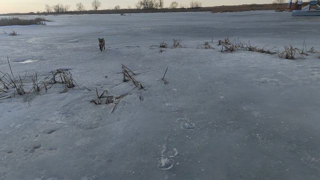 Лисичка-сестричка