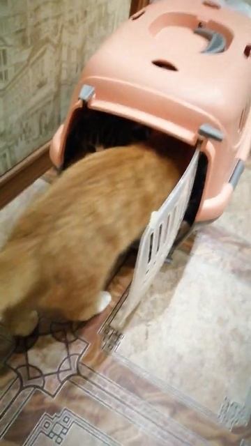 #коты ЛАЙК И ПОДПИСКА смотреть онлайн