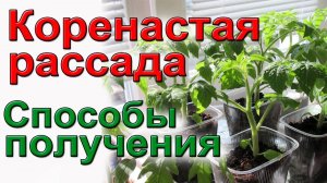 Рассада коренастая! Стебель у рассады жирный и крепкий!