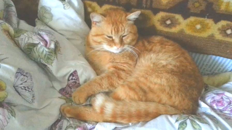 Кот и Морфей смотреть онлайн