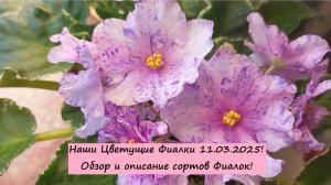 Наши Цветущие Фиалки 11.03.2025! Обзор и описание сортов Фиалок!