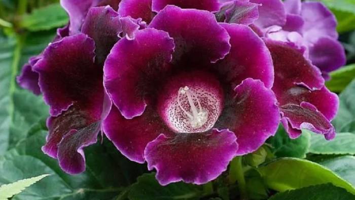 Глоксинии, перебираю клубни глоксинии, делюсь своим опытом выращивания в домашних условиях смотреть онлайн