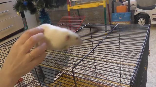 Крысиный влог | уборка в клетке у крыс | гуляем | испекли оладья смотреть онлайн