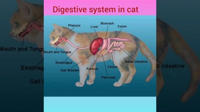 Digestive system in cat . смотреть онлайн