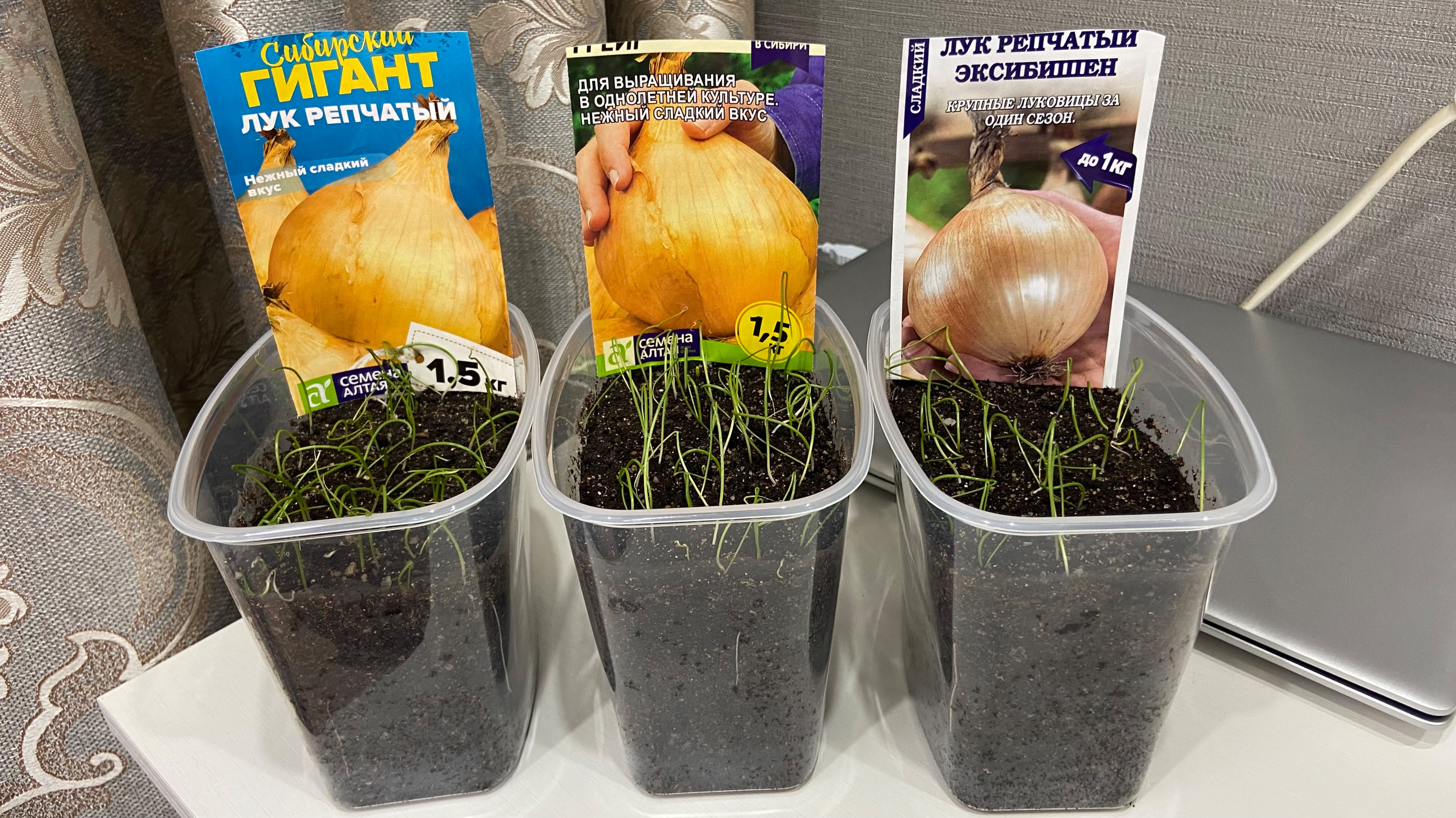 Всходы лука эксибишен, айлса грейг и сибирского гиганта. Покупки к пасхе. смотреть онлайн