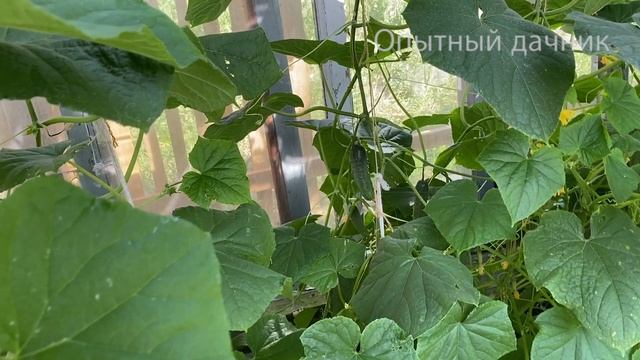 Я в Шоке! За ночь Огурцов нарастет немерено! Даже хилые оживают и обильно плодоносят! смотреть онлайн