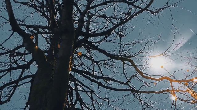 VID 20231104 171534 Соблазны света от меня...(Микеланджело Буонарроти)...Павел Васильев Лахтинский