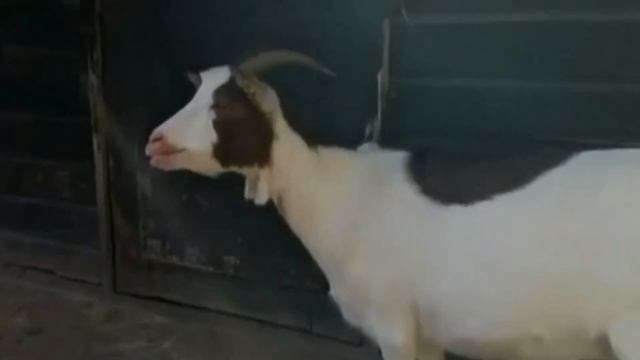 Животные для детей. Учите названия и звуки - «Лев», «Акула», «Слон», «Корова», «Тигр», «Крокодил» смотреть онлайн