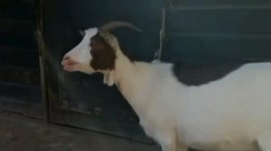 Животные для детей. Учите названия и звуки - «Лев», «Акула», «Слон», «Корова», «Тигр», «Крокодил»