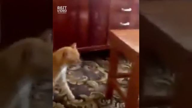 Мстительный кот смотреть онлайн