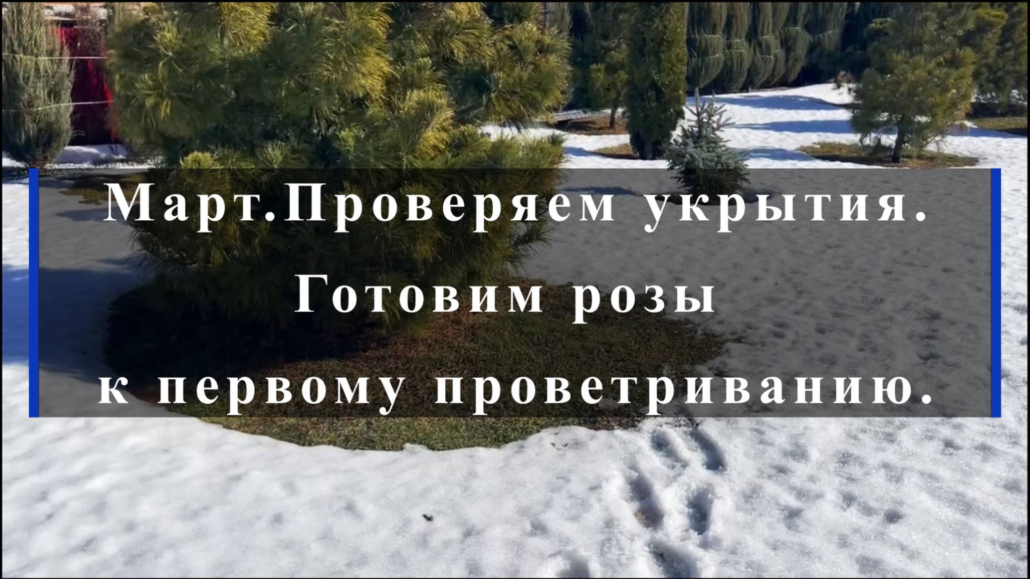 Март. Проверяем укрытия. Готовим розы к первому проветриванию. смотреть онлайн