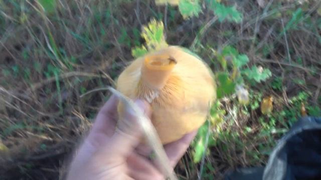 РИЖИКИ / МОРЕ ЦАРСЬКИХ ГРИБІВ / НАЙСМАЧНІШІ ГРИБИ ОСЕНІ