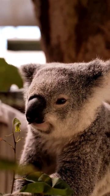 cute koala🐨🐨🐨 / #shorts #animallover #cute #viralvideo #viralshort смотреть онлайн