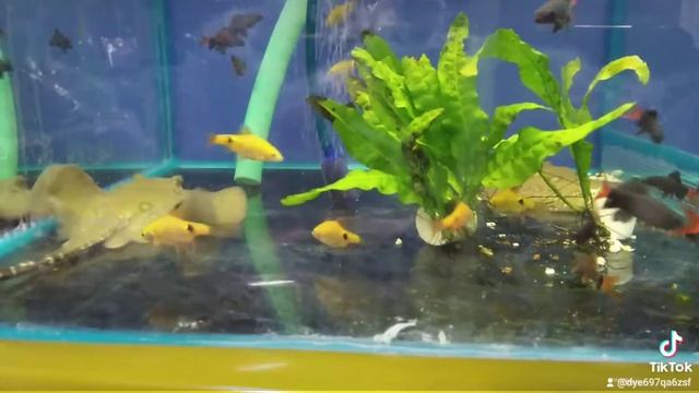 zoo скат риби 🐠🐠 смотреть онлайн