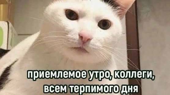 ПРИКОЛЫ С ЖИВОТНЫМИ ДО СЛЕЗ / Смешные КОТЫ 2022 / Приколы с КОТАМИ смотреть онлайн