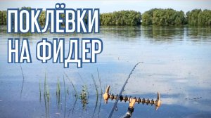 Поклевки на фидер. Как клюет на фидер лещ и язь.
