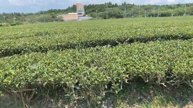 🌴jeju vlog pt2🌴 [day 3+4] go kart, teddy bears, moomin, innisfree, umu pudding смотреть онлайн