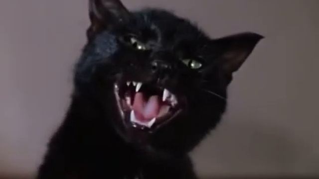 Рыгающая кошка