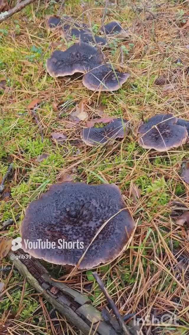 гриб ЕЖОВИК ПЕСТРЫЙ, грибная икра РЕЦЕПТ.#shorts #сборгрибов #лес #природа смотреть онлайн