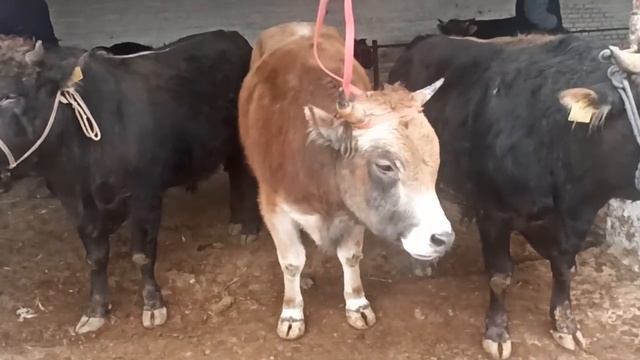 Aravan KG: Сегодня Араван мал базары Aravon mol bozor bahosi bugingi kungi смотреть онлайн