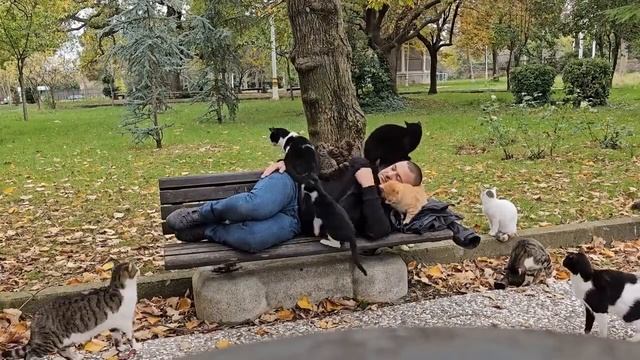 Лучший кошачий друг! смотреть онлайн