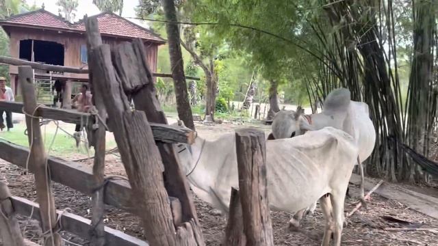 Cows-Animals cross mating cow,Horse mating,bull breeding,dog breeding,rosters breeding #cow смотреть онлайн