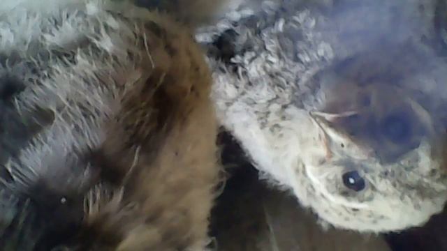 Проверка совятников-2018 (совятник 8)