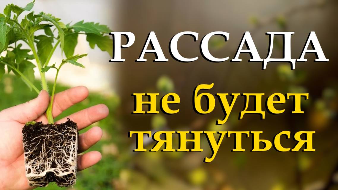 Что делать чтобы рассада не вытягивалась. Обзор урожайных томатов 2025 смотреть онлайн